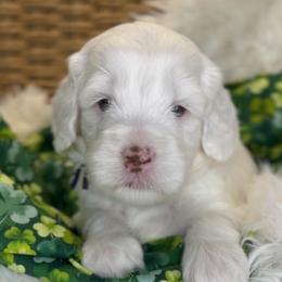 Maverick - Cream Australian Labradoodle puppy in Duck River, Tennessee from Sunday Doodles