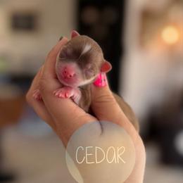 Cedar - Chocolate brindled fawn male Chihuahua puppy in Harrison, Michigan from Cloud9 Chihuahuas