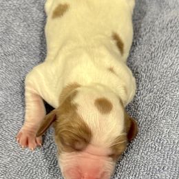 Girl 3 - Orange and white female Brittany puppy in Claxton, Georgia from Bull Creek Kennels