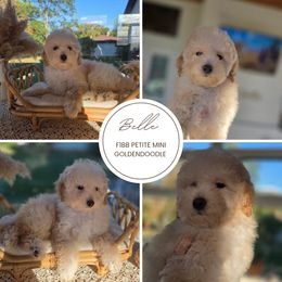 Belle - Apricot female Goldendoodle puppy in North Royalton, Ohio from Johnson's Doodles
