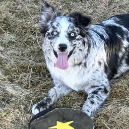 American Corgis and Miniature American Shepherds from Puppies by Alies