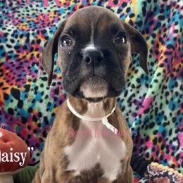 Daisy - Boxer puppy in Tucson, Arizona from Desert Rose Boxers