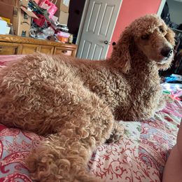 Goldee - Red  female Poodle puppy in Copperas Cove, Texas from Poodles of Valor
