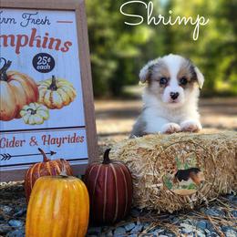 Shrimp - Blue merle and white male American Corgi puppy in Cameron, North Carolina from Butts Family Corgis