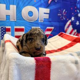 Saudi Arabia - Merle female Goldendoodle puppy in Houston, Texas from Were The Mack'Doodles