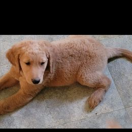 Boy 2 - Apricot Goldendoodle puppy in Wolcottville, Indiana from Indiana Goldens