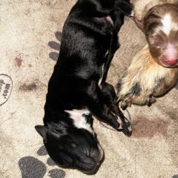 Cleo - Black tri female Miniature Australian Shepherd puppy in Asheboro, North Carolina from Stellar Aussies