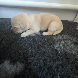 Golden Retriever Puppies from ATW Retrievers