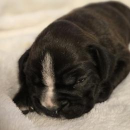 Layla - Brindle female Boxer puppy in Rocky Comfort, Missouri from Meredith's Boxer Puppies