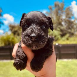 Hades - Black male Miniature Schnauzer puppy in Lehigh Acres, Florida from Regency Schnauzer