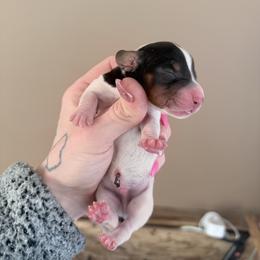 Tri pie male - Piebald male Dachshund puppy in Madison, Wisconsin from SK Miniature   Dachshunds