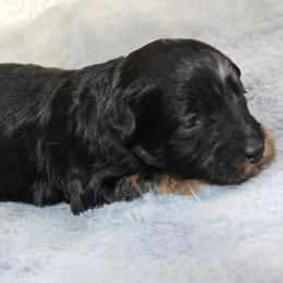 Valentino - Blue merle male Aussiedoodle puppy in Stokesdale, North Carolina from His and Hers Poodles and Doodles