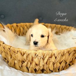 Doya - Cream male Dachshund puppy in Ormond Beach, Florida from Meadow Ridge Dachshunds