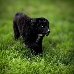 Shaker - Black Australian Shepherd puppy in Pomeroy, Ohio from HJ's Aussies