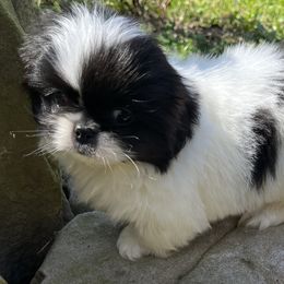 Cloud - Black Pekingese puppy in Cumming, Georgia from Imperial Pekingese