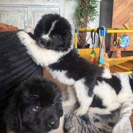 Heimlich - White and black male Newfoundland puppy in Claremont, New Hampshire,, New Hampshire from Kinson Ridge Giants