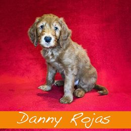 Danny Rojas - Goldendoodle puppy in Boise, Idaho from Doodle Waggle