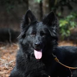 Cardi (Lace's Sovereign Shot Of Bacardi) - German Shepherd