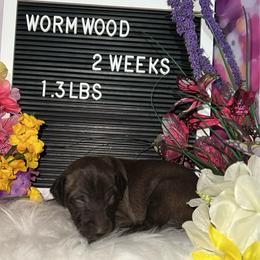 Wormwood - Seal male Italian Greyhound puppy in Fredonia, Arizona from Black Hill Italian Greyhounds