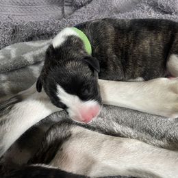 Whippet Puppies from Sara's Whippets