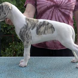 SNAFU - White and fawn brindle male Whippet puppy in Mechanicsville, Virginia from Surrey Hill Whippets