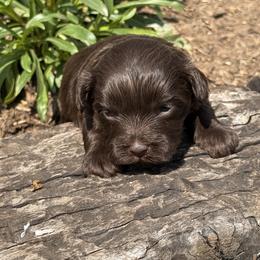 Chocolate Girl - Chocolate female Havapoo puppy in Bowling Green, Kentucky from Denise Clark