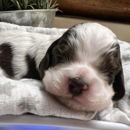 Millie - Brown and white female Cocker Spaniel puppy in Camp Douglas, Wisconsin from Bluff Country Cockers