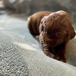 Pink - Liver female German Shorthaired Pointer puppy in Aberdeen, Idaho from Idaho GSP
