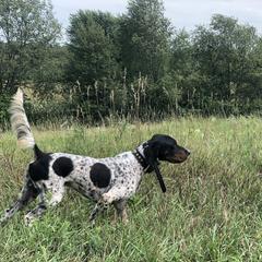 Luke - English Setter