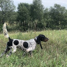 Luke - English Setter