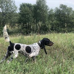 Luke - English Setter