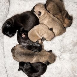 Sunny - Fawn male Pug puppy in Shady Hills, Florida from Premium Pugs