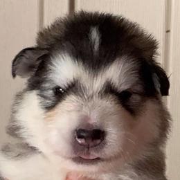 Chickie - Gray and white male Alaskan Malamute puppy in Palmyra, Michigan from Illusion Kennel