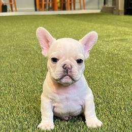 French Bulldogs from Diondre Lee
