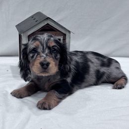 Dark purple collar - Dapple female Dachshund puppy in Chicago, Illinois from RGZ Doxies