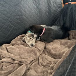 Catahoula Leopard Dog All Grown Up from Kassie's Catahoulas
