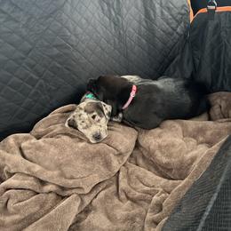 Catahoula Leopard Dog All Grown Up from Kassie's Catahoulas