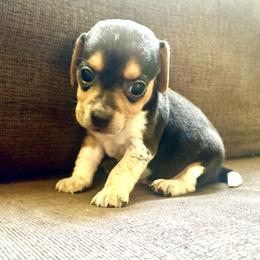 Pocket Beagle Andy - Black tan and white male Beagle puppy in Gentry, Arkansas from HC Puppy Ranch