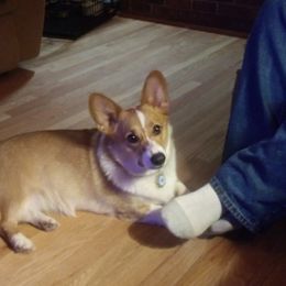 American Corgi and Pembroke Welsh Corgi Puppies from Corgi Daze