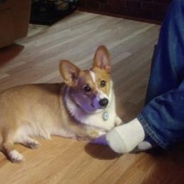 American Corgi and Pembroke Welsh Corgi Puppies from Corgi Daze
