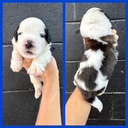 Blue - Mahogany and white male Saint Bernard puppy in Ladysmith, Wisconsin from Northwoods Saint Bernards