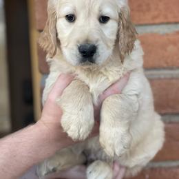 Rick - Dark golden male Golden Retriever puppy in Mc Neal, Arizona from K&N Golden Retriever Companion