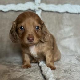 Chip - Dapple male Dachshund puppy in Brandon, Florida from Knights Dachshunds