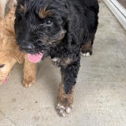 Goldendoodle Puppies from H&H Goldendoodles of Braselton