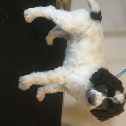 Poodle Puppies from 406 Poodles