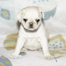 Nova (red) - Cream female Pug puppy in Hereford, Arizona from Broken Road Ranch Pugs