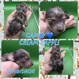 Camo - Cream Dapple - 2500 - Dapple male Dachshund puppy in Pueblo, Colorado from HotDachs