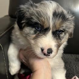Aussiedoodle and Australian Shepherd Puppies from Queen Bee Aussies