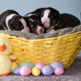 Australian Shepherd Puppies from Everly Australian Shepherds