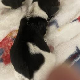 Boy 2 - Piebald male Dachshund puppy in Yelm, Washington from Hughes' Doxies